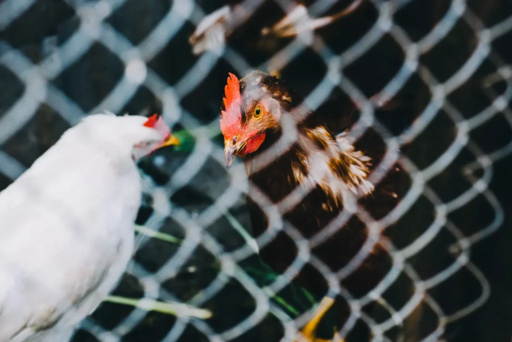 caged hen indonesia